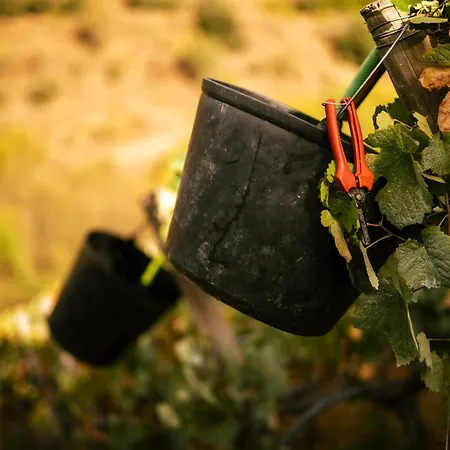 Farm stay Quinta Da Corte Valenca do Douro