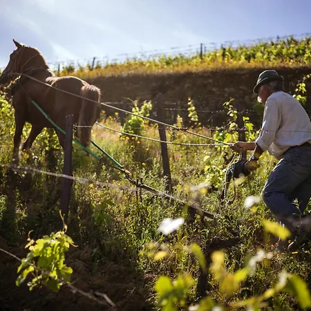 Quinta Da Côrte * Valença do Douro