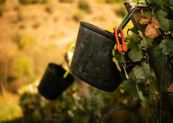 Gospodarstwo agroturystyczne Quinta Da Corte Valença do Douro