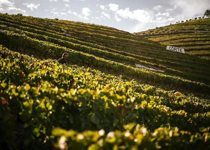 Quinta Da Corte Valença do Douro