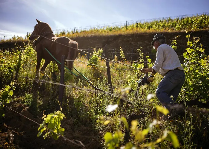Quinta Da Corte * Valença do Douro